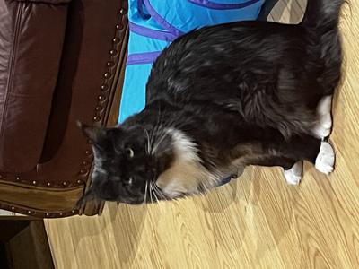 Cosmo black and white maine coon cat sitting on the floor.