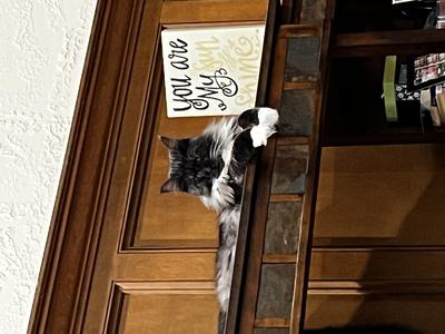 Cosmo tuxedo maine coon cat sitting atop kitchen cabinets.