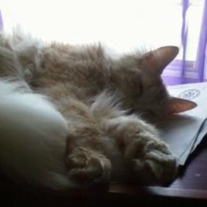 Coyote sleeping kitty