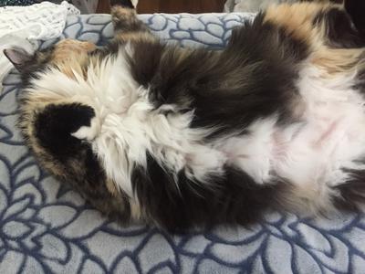 fluffy calico kitty belly up
