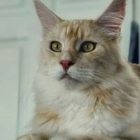 Aslan closeup cream male maine coon