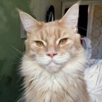 Xerxes Hyperion cream colored maine coon face