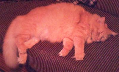 Creamy Puff fluffy cream colored cat