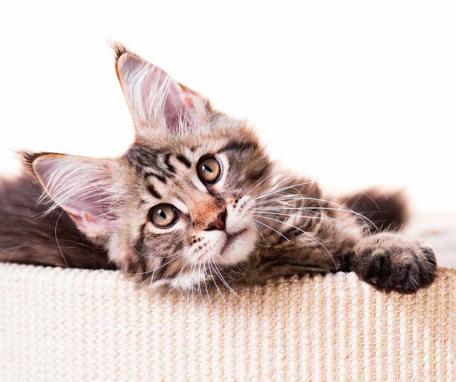 curious maine coon kitten looking at you