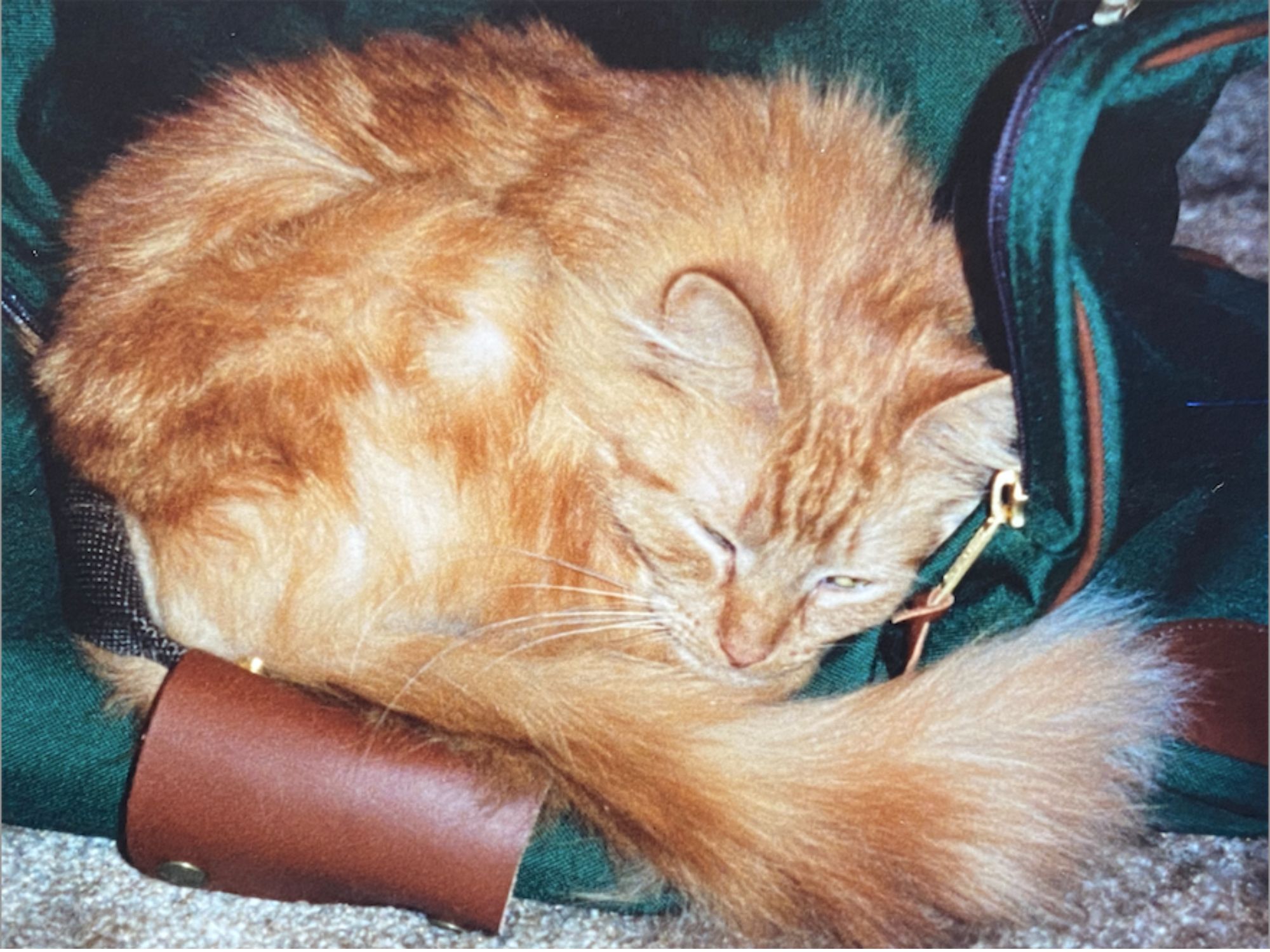 medium haired cat curled up sleeping on a duffel bag.
