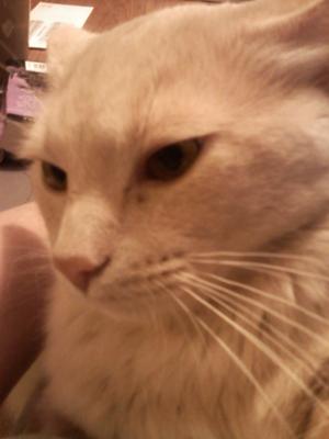 Custard