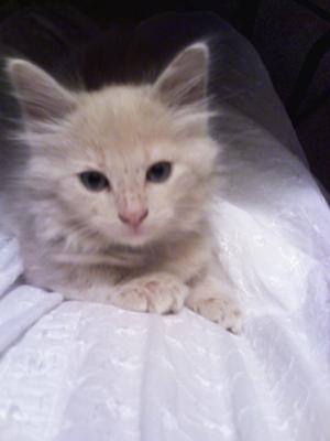 Custard
