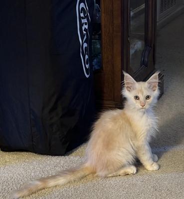 Tibby cute tiny high red silver maine coon kitten
