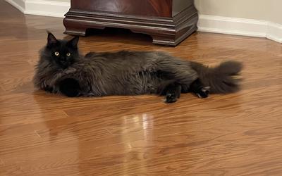purebred solid black maine coon laying on polished wooden floor.