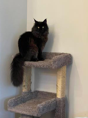 black maine coon cat sitting atop a cat tree in corner of room.