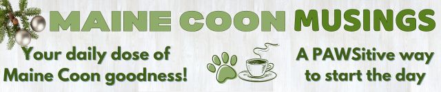 Maine Coon Musings get maine coon musings daily digest email.