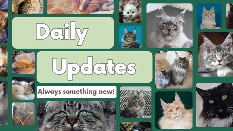 collage of beautiful maine coon cats and the words daily updates.