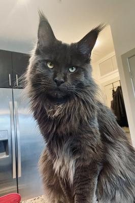 Dakota beautiful burebred blue maine coon with a white chest spot.