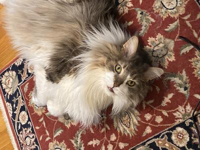 handsome grey and white maine coon cat on a red oriental rug.