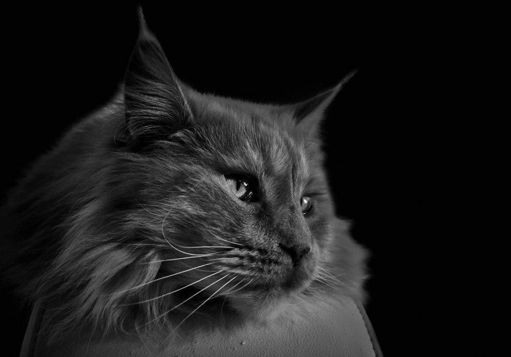 Dark Beauty closeup of dark grey maine coon on a dark background
