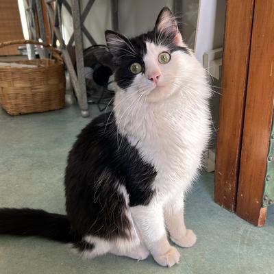Dash fluffy tuxedo kitty sitting pretty.