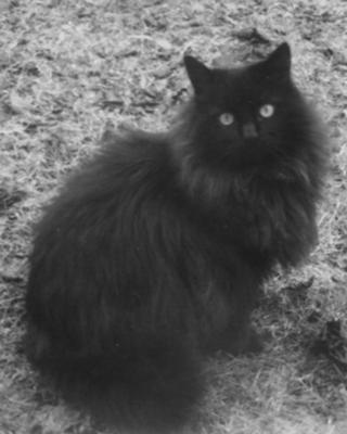 Nero black and white photo of black cat outdoors