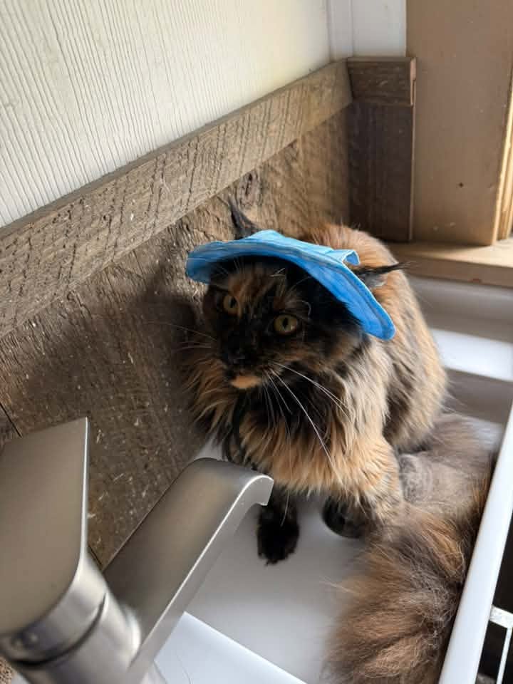 Tortoiseshell Maine Coon sitting in a bathroom sink with a blue cloth on its head.