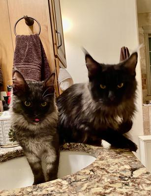 two black smoke maine coon cats sitting on a bathroom counter