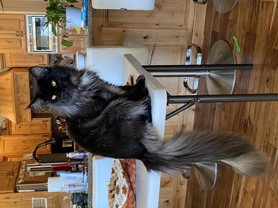 black smoke maine coon cat sitting on a kitchen table