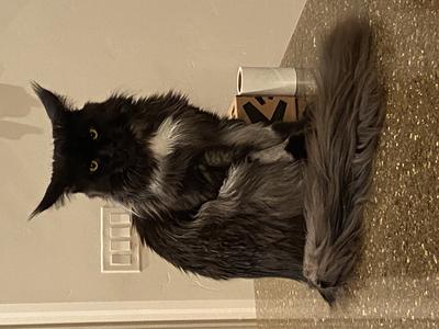 handsome black smoke maine coon cat posing