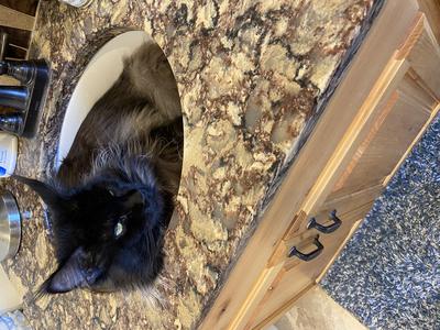 black smoke maine coon cat curled up in a sink