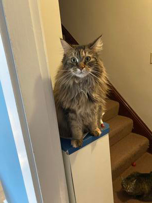 female brown tabby perched on a railing.