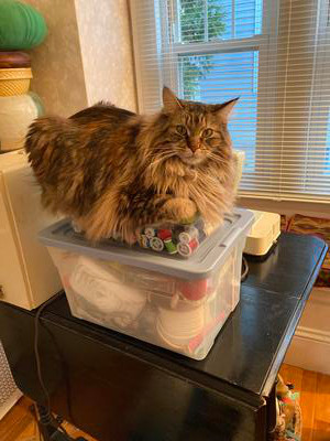 brown tabby maine coon on a plastic bin.