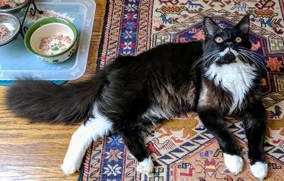 handsome black and white maine coon cat.