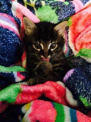 Dewey