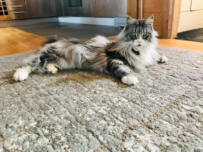 handsome purebred silver and white male maine coon.