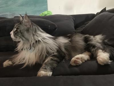 big maine coon cat on couch.