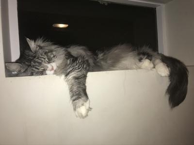 Dexter is Sleeping Soundly silver and white maine coon sleeping on a windowsill.