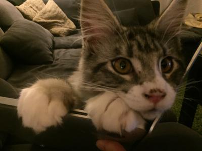 face closeup of silver and white boy maine coon cat.