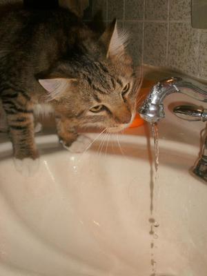 Dexter the Cat drinking out of a sink dexter the cat drinking out of a sink