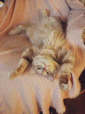 cute upside down ginger kitten
