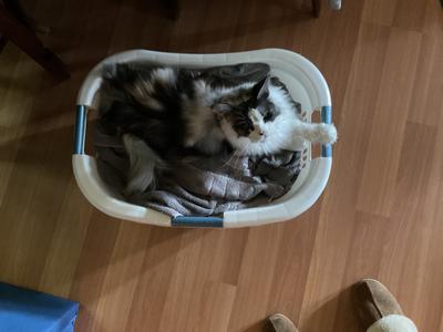 calico girl cat in laundry basket.