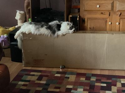 fluffy calico kitty on a big box.