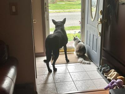 calico cat and dog sitting in doorway looking out.