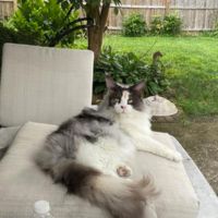 Diamond Girl white and tortie maine coon female cat