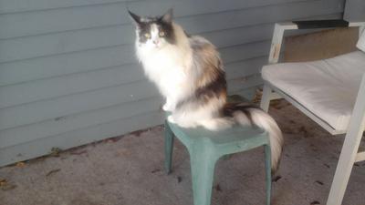 calico maine coon kitty on a lawn chair.
