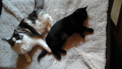 two fluffy cats together on a bed.
