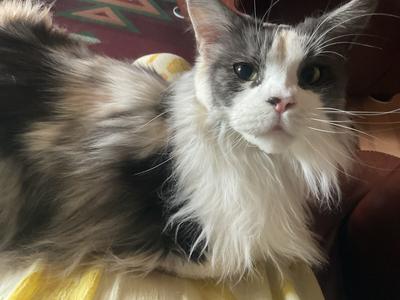 pretty colorful female maine coon cat.
