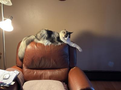 grey and white maine coon on back of leather chair.