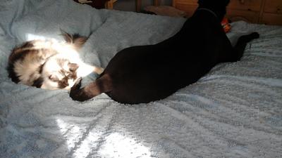 calico maine coon hanging out on a bed with canine buddy.