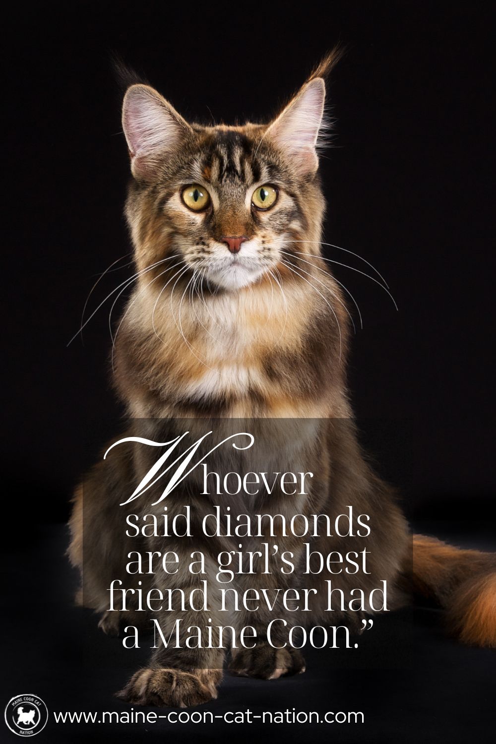 whoever said diamonds are a girls best friend never had a maine coon - quote with pretty tabby maine coon cat