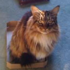 Dillon handsome brown and white maine coon sitting in a box