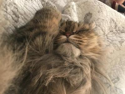 Diva Gracie longhaired brown kitty sleeping face closeup.