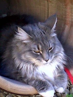 pretty blue maine coon cat sitting in flower pot