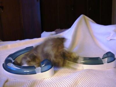 active cat playing with a toy.